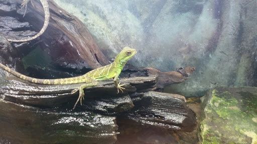 Pet Store «Fins and Skins», reviews and photos, 8451 49th St N, Pinellas Park, FL 33781, USA