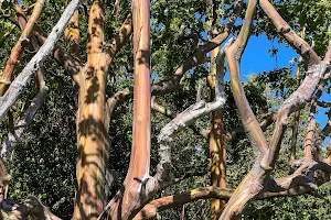 Eucalyptus Rainbow Trees image