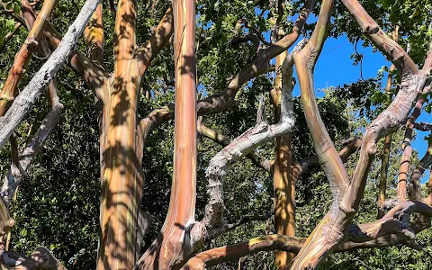 Eucalyptus Rainbow Trees image