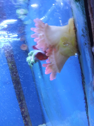 Tropical Fish Store «World Of Pets Inc», reviews and photos, 7199 Turfway Rd #2, Florence, KY 41042, USA