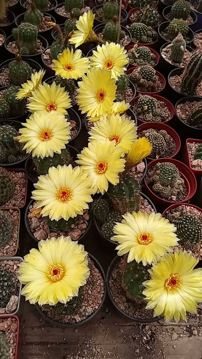 Vivero El Rincón del Suri, cactus y crasas
