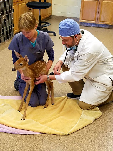 The Village Animal Clinic image