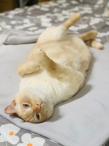 The Pet Shop, 1411 Washington St, Clarkesville, GA 30523, USA, 