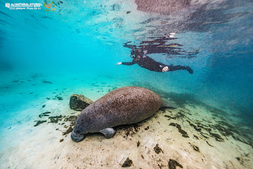 ASD Scuba Diving School image