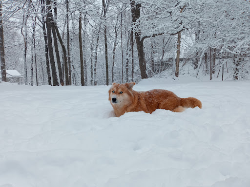 Pet Supply Store «Pet Supplies Plus», reviews and photos, 6030 S Pennsylvania Ave, Lansing, MI 48911, USA