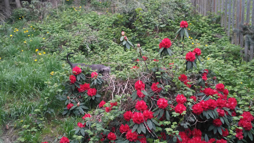 Park «Spruce Street Mini Park», reviews and photos, 160 21st Ave, Seattle, WA 98122, USA