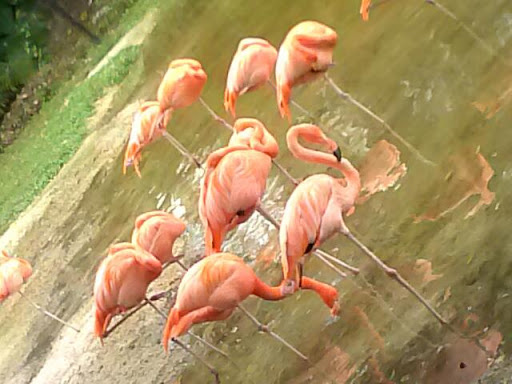 Park «Seminole Palms Park», reviews and photos, 151 Lamstein Ln, Royal Palm Beach, FL 33411, USA