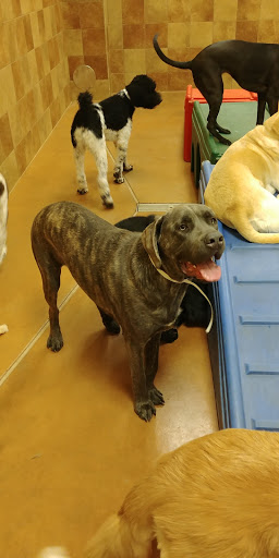 Pet Supply Store «PetSmart», reviews and photos, 300 Water Loop Ln, Collegeville, PA 19426, USA