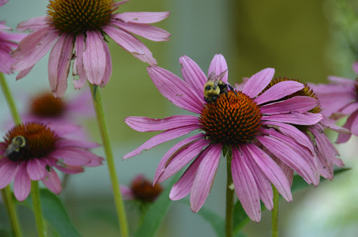 Florist «A Petal For Your Thoughts Florist», reviews and photos, 3308 Kedron Rd, Spring Hill, TN 37174, USA