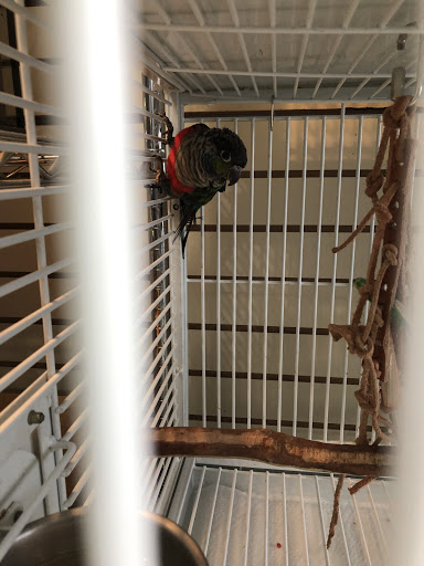 Pet Supply Store «The Animal Store», reviews and photos, 4364 Touhy Ave, Lincolnwood, IL 60712, USA