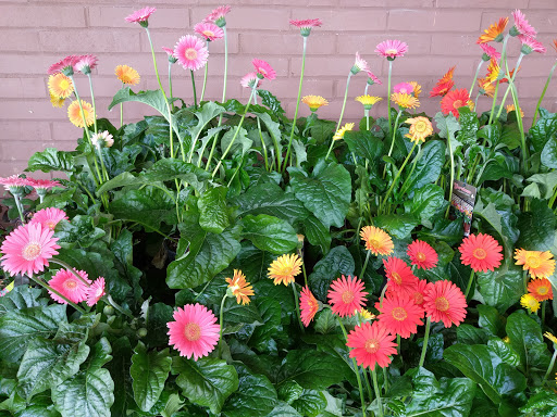 Supermarket «Giant Eagle Supermarket», reviews and photos, 5990 University Blvd #4, Coraopolis, PA 15108, USA