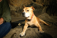 Dog Play SF - Photo 2 - Car repair in San Francisco, CA, San Francisco