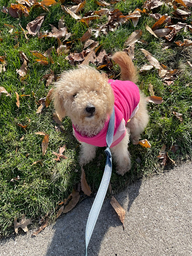 Pet Supply Store «PetSmart», reviews and photos, 1521 Golden Gate Plaza, Mayfield Heights, OH 44124, USA