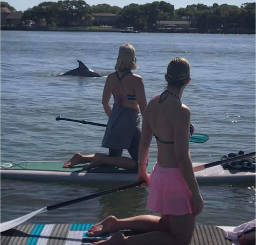 Outdoor Sports Store «Paddleboard New Smyrna Beach», reviews and photos, 177 N Causeway, New Smyrna Beach, FL 32169, USA