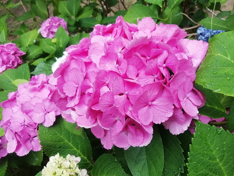 網引公園 兵庫県西宮市甲子園網引町 公園 グルコミ