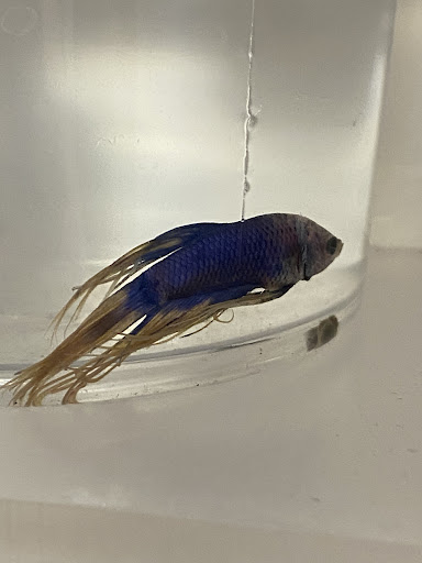 Pet Supply Store «Petco Animal Supplies», reviews and photos, 2765 Santa Rosa Ave, Santa Rosa, CA 95407, USA