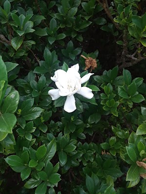 Wilson Botanical Gardens - photo 49