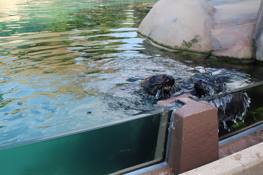 Zoo «Kovler Sea Lion Pool», reviews and photos, 2001 N Clark St, Chicago, IL 60614, USA