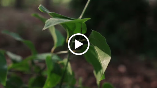 Criminal Justice Attorney «Swindle Law Group», reviews and photos