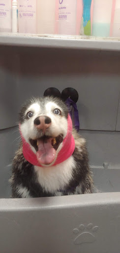 Pet Groomer «Furry Tails Pet Grooming», reviews and photos, 865 Cypress Pkwy, Poinciana, FL 34759, USA