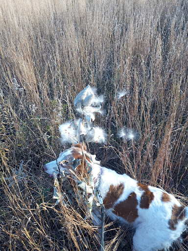 Bird Watching Area «Jelke Creek Bird Sanctuary», reviews and photos, Boncosky Rd, Dundee Township, IL 60118, USA