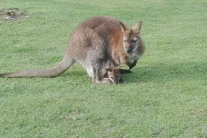 Rolfs Streichel Zoo image