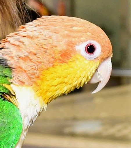 Pet Supply Store «Pet City», reviews and photos, 1710 Briargate Blvd, Colorado Springs, CO 80920, USA