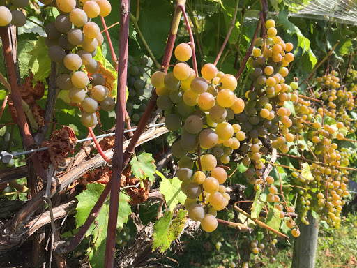 Winery «Walpole Mountain View Winery», reviews and photos, 114 Barnett Hill Rd, Walpole, NH 03608, USA