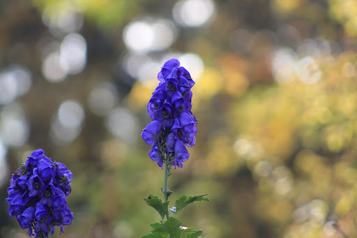 Nature Preserve «Harms Woods», reviews and photos, Harms Rd, Glenview, IL 60025, USA