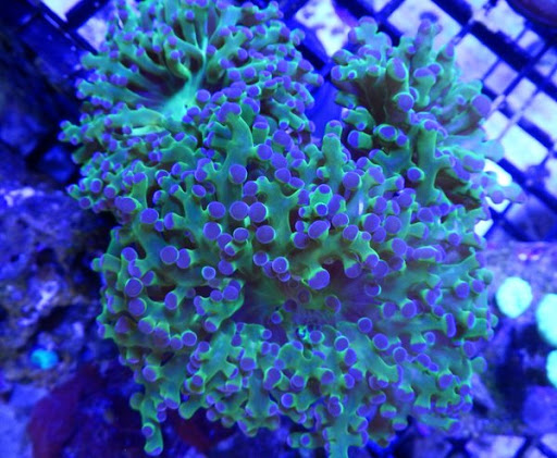 Tropical Fish Store «Hooked On Reefs», reviews and photos, 228 Hibiscus St #1, Jupiter, FL 33458, USA