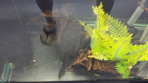 Pet Store «Laconia Pet Center», reviews and photos, 1343 Union Ave, Laconia, NH 03246, USA