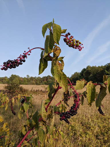 Nature Preserve «Al Sabo Land Preserve», reviews and photos, 6310 Texas Dr, Kalamazoo, MI 49009, USA