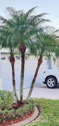 The American Dream Lawn Care Services - Photo 6 - Car repair in Riverview, FL, Brandon