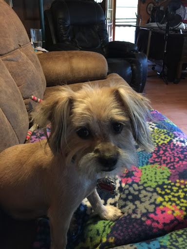 Prissy Paws Pet Salon