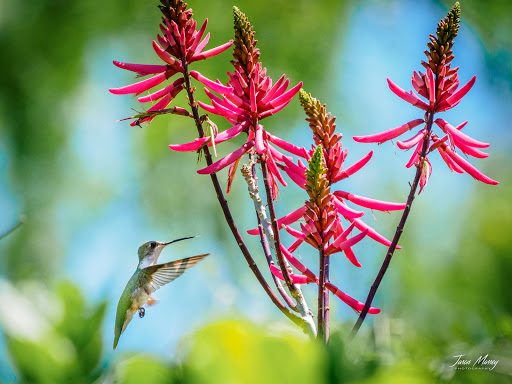 Park «Hugh Ramsey Nature Park», reviews and photos, 1000 TX-499 Loop, Harlingen, TX 78550, USA