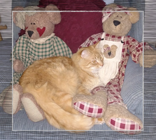 Pet Supply Store «PBS Animal Health», reviews and photos, 2780 Richville Dr SE, Massillon, OH 44646, USA