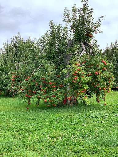 Orchard «Riamede Farm», reviews and photos, 122 Oakdale Rd, Chester, NJ 07930, USA