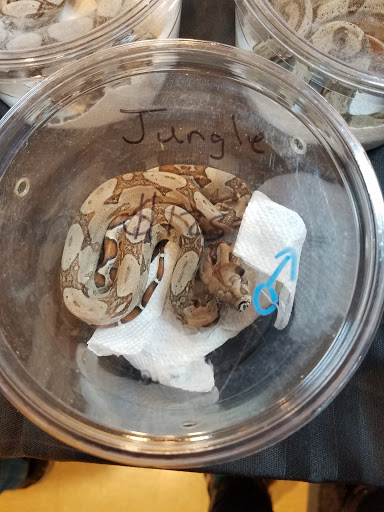 Reptile Store «Cleveland Reptile Show», reviews and photos, 17250 Hummel Rd, Brook Park, OH 44142, USA