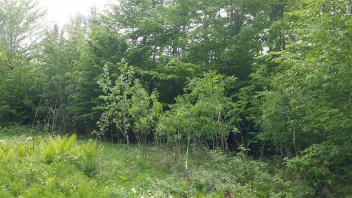 Real Estate Agency «RE/MAX Group One REALTORS», reviews and photos, 306 S Main St, Norwich, VT 05055, USA