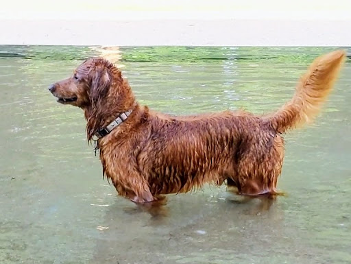 Art Museum «Kimbell Art Museum», reviews and photos, 3333 Camp Bowie Blvd, Fort Worth, TX 76107, USA