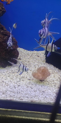 Pet Supply Store «Petco Animal Supplies», reviews and photos, 8775 SW Tualatin-Sherwood Rd, Tualatin, OR 97062, USA