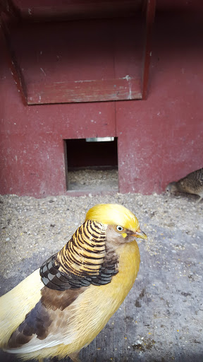 Restaurant «Hidden Valley Animal Adventure», reviews and photos, 2887 Royce Rd, Varysburg, NY 14167, USA