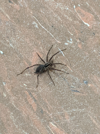 Park «Poricy Park Nature Center», reviews and photos, 345 Oak Hill Rd, Red Bank, NJ 07701, USA