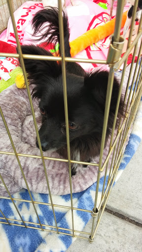 Petco image