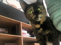 PBJ Pet Care Service - Photo 9 - Car repair in , Arlington