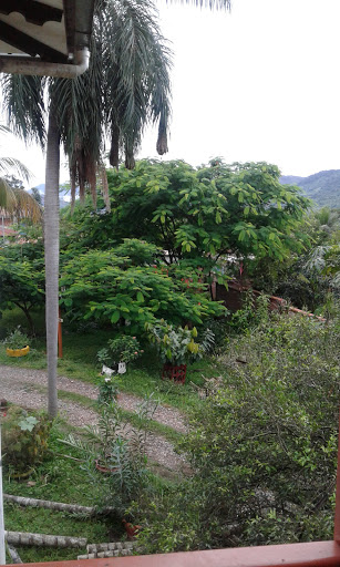 Tree felling La Paz