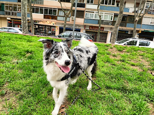 Mivet Clínica Veterinaria Prim Animals en Barcelona