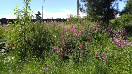 Tourist Attraction «Fremont Troll», reviews and photos, Troll Ave N, Seattle, WA 98103, USA