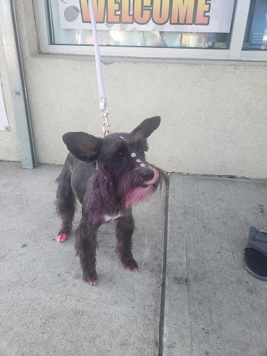 Pet Supply Store «Bully Zone Pet Supplies & Pet Grooming», reviews and photos, 1409 McCarter Hwy, Newark, NJ 07104, USA