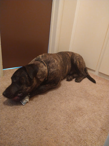 Pet Supply Store «Petco Animal Supplies», reviews and photos, 6761 Westminster Ave, Westminster, CA 92683, USA